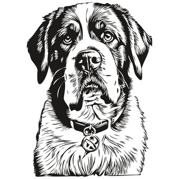 Saint Bernard dog face vector portrait, funny outline pet illustration white background