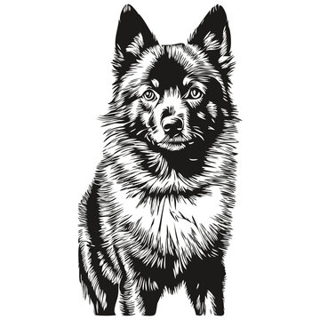 Schipperke dog engraved vector portrait, face cartoon vintage drawing in black and white realistic pet silhouette