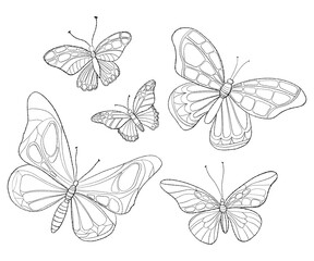 Fototapeta na wymiar Collection butterflies. Linear hand drawing of flying insect. Vector illustration. Isolated outline elements 