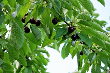Przepyszne czereśnie dojrzewają na drzewie © Adam