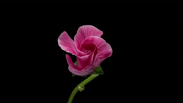 Beautiful striped pink-red, Malva moschata, musk mallow blooming. Mother's day, Holiday, Love, birthday, Easter. 