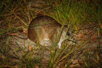 Southern brown bandicoot - Isoodon obesulus is short-nosed nocturnal marsupial digging for the...