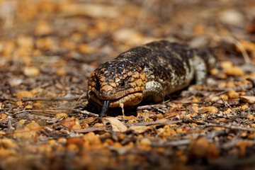 Tiliqua rugosa known as Shingleback skink or Bobtail lizard or Sleepy or Pinecone lizard, short tailed slow species of Blue-tongued skink endemic to Australia, two-headed or stumpy-tailed skink