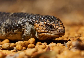 Foto op Canvas Tiliqua rugosa known as Shingleback skink or Bobtail lizard or Sleepy or Pinecone lizard, short tailed slow species of Blue-tongued skink endemic to Australia, two-headed or stumpy-tailed skink © phototrip.cz