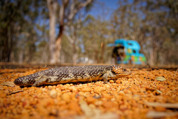Tiliqua rugosa known as Shingleback skink or Bobtail lizard or Sleepy or Pinecone lizard, short tailed slow species of Blue-tongued skink endemic to Australia, two-headed or stumpy-tailed skink