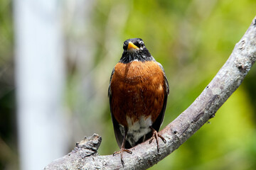 American Robin perched on a tree branch