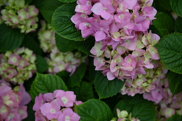 hydrangea flowers as background, hydrangea flowers blank space for inscription, mother's day poster