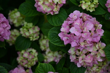 hydrangea flowers as background, hydrangea flowers blank space for inscription, mother's day poster
