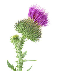 Purple flower of thistle plant with green bud isolated on a white background. Cirsium vulgare.