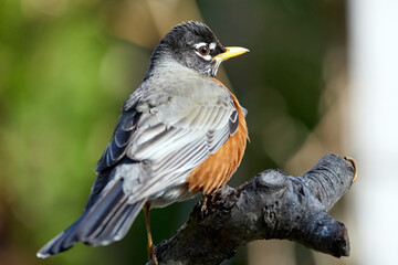 American Robin perched on a tree branch
