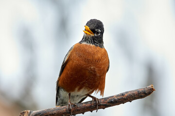 American Robin perched on a tree branch