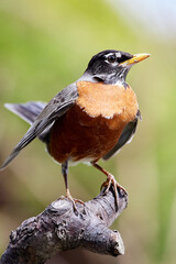 American Robin perched on a tree branch
