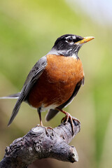 American Robin perched on a tree branch