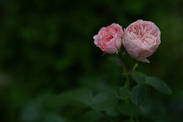close-up of rose flowers on green background, blank space for inscription 