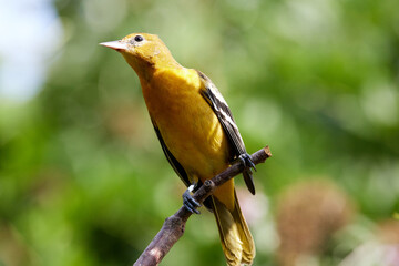 Baltimore Oriole perched on a branch
