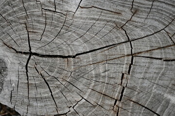 cracked timber texture, gray textured wooden material, brown wooden substance, Old wood texture,...