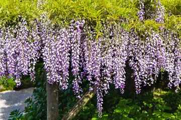 The blooming wisteria