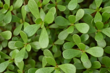 Portulaca leaf texture close-up, lush green portulaca leaves close-up 