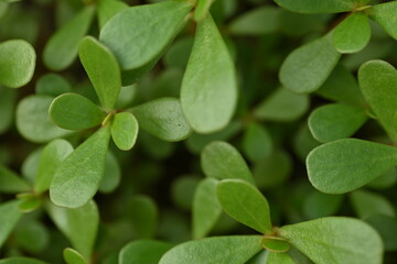 Fototapeta na wymiar Portulaca leaf texture close-up, lush green portulaca leaves close-up 
