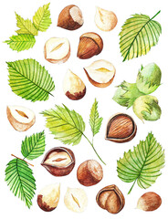 Hazelnut. Hand drawing-watercolor set. It can be used for postcards, stickers, encyclopedias, menus, ingredients of dishes. Style design for the label, cover, prints for some surfaces.