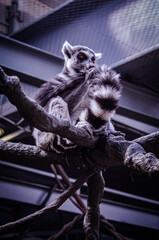 lemur in the zoo