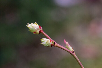 Plant buds in spring