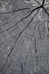 grey wood grain as background, old wood cut as background 