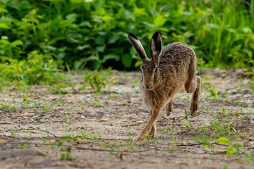 rabbit szarak zając język oczy biegnie - 620291043
