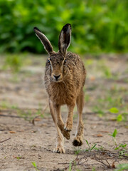 rabbit szarak zając język oczy biegnie