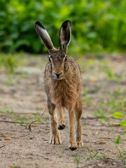 rabbit szarak zając język oczy biegnie - obrazy, fototapety, plakaty