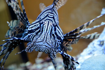 Blue scorpion fish among the stones of the seabed