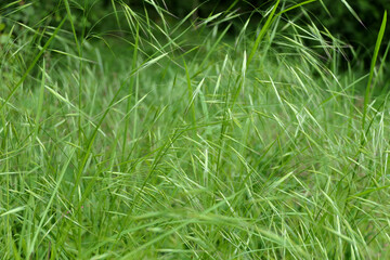 Close up of Cheat Grass (Bromus tectorum) also known as Drooping or Downy Brome
