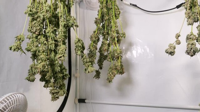 Drying Cannabis in a Grow Tent