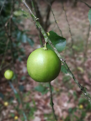 Lime on the tree in the garden. (Lemon tree)