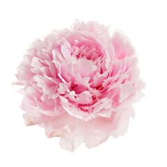 Pink peony flower isolated on white background