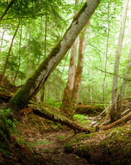 footpath in the forest