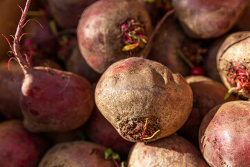 Lots of fresh beets on the counter. Close-up. Health, vitamins and eco products.