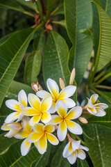 Fototapeta na wymiar White frangipanis flower on green leaf background in garden.
