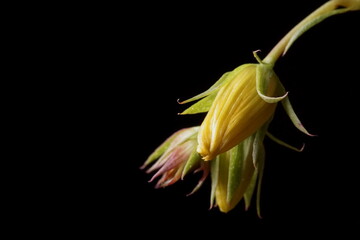Medicinal plants - St. John's wort flower buds; Hypericum perforatum