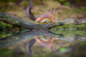 Cute Norwegian Red squirrel (Sciurus vulgaris) in sommer forest