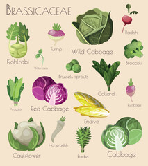 Set of Vector Illustrations of Brassicaceae