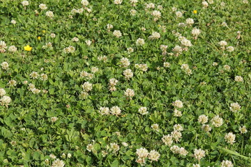 top view at a group white clovers with green leaves in a meadow in springtime
