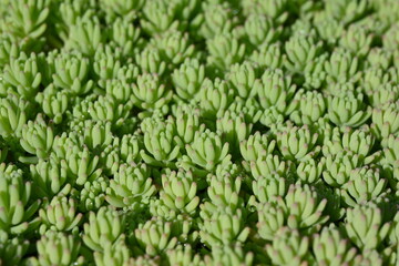 blurred green red backgraund succulent, macro photo of a green succulent, macro patterns rose leaves photo from above succulent, blurred green succulent plants close-up, light green Clean Sedum, 
