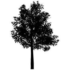 Silhouette of beautiful ash tree. Vector illustration.