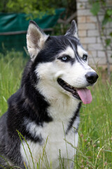 photo Siberian Husky with tongue out sitting sideways on the grass