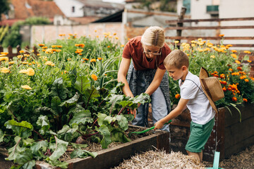 Caucasian boy is hoeing the earth in the bedding around vegetables with a gardening tool. His mother helps him.