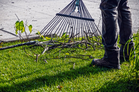 Yard man cleaning up fallen limbs with rake in yard by street - closeup and cropped to legs