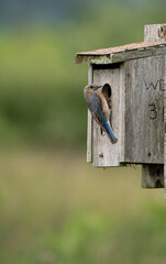 Female Bluebird on Nesting Box