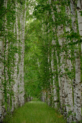 Birch grove with green grass.Beautiful nature and forest.
