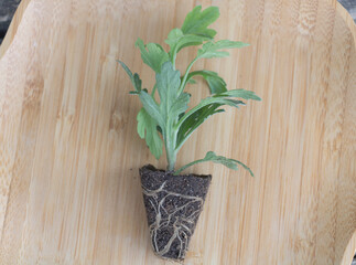 Young seedling of Chrysanthemum on a wooden table ready for planting in the garden
